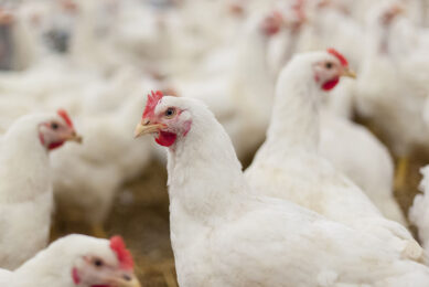 Hens, hens in the farm, hens in the henhouse, rooster, cook. Photo: wikoski