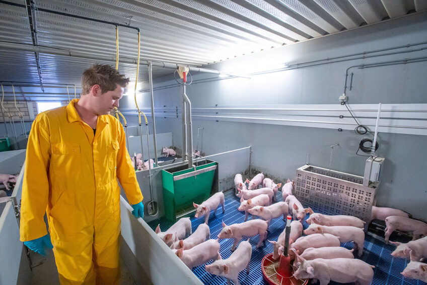 Roy Hannen is paying a visit to check up on the weaner pigs. In one hour he can look after 4,000 weaner pigs. - Photo: Bert Jansen