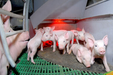 Heat stress affects growth rate in the Russian pork and poultry industry. Photo: Vladislav Vorotnikov