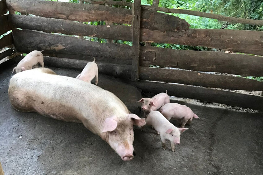 A sow and piglets on a farm in the Dominican Republic. - Photo: Shutterstock