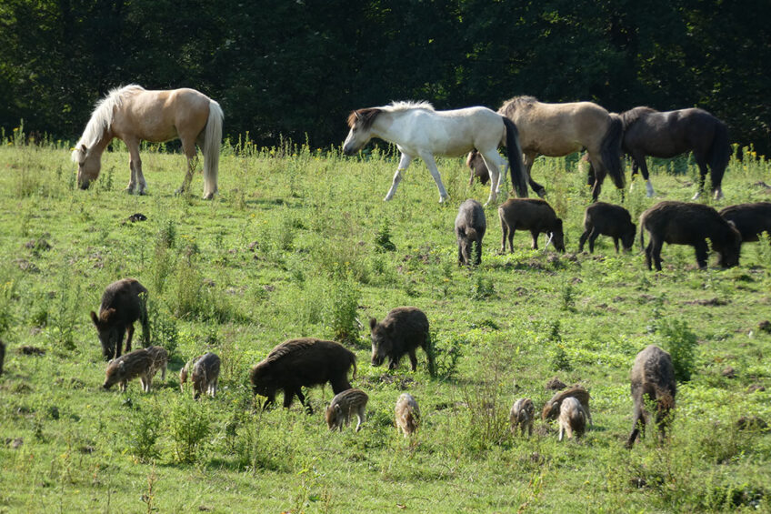 The number of ASF infected wild boar has been rising recently in Western Poland, which is uncommon for the summer months. - Photo: Jan Vullings