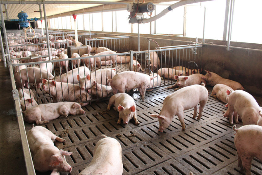Healthy finisher pigs on a commercial farm in Luzon, the Philippines. - Photo: Vincent ter Beek