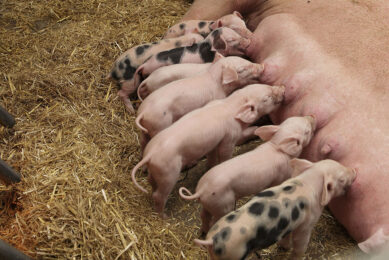 A lactating sow and her piglets without a crate. Photo: Hans Prinsen