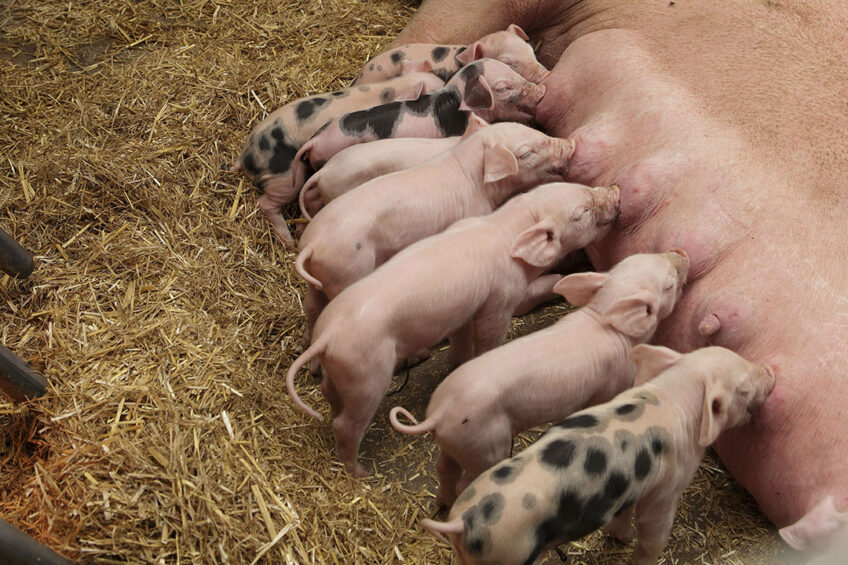 A lactating sow and her piglets without a crate. Photo: Hans Prinsen