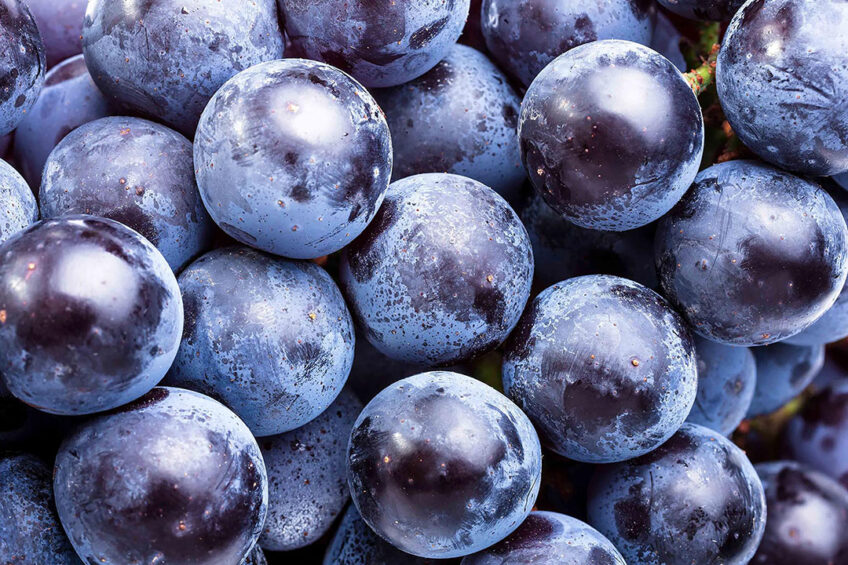 Polyphenols from grape extracts can help in tackling heat stress in livestock. Photo:istock