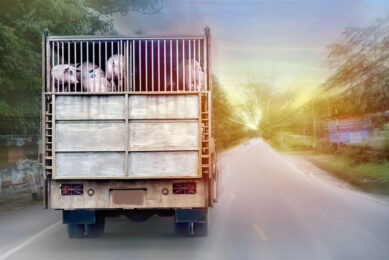 Pigs on transport in Thailand. Photo: Suwapat Imchalee / Eyeem