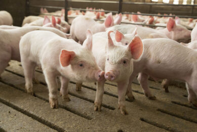 Respiratory diseases of unknown origin could be caused by low-level mycotoxins in feed. - Photo: Alltech