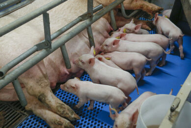 It makes a difference for piglets if their mothers put on a lot of weight during gestation. - Photo: Ton Kastermans