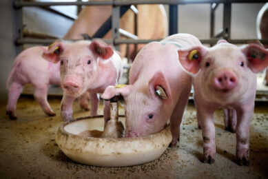 Pigs enjoying a meal consisting of BSF larvae at Wageningen University & Research. - Photo: Wageningen Livestock Research