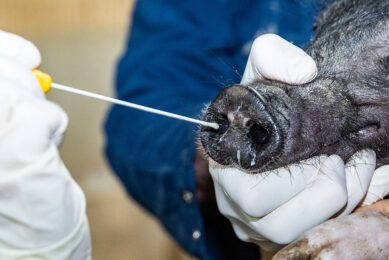 A nose swab is taken to check for the presence of influenza viruses. - Photo: Ronald Hissink