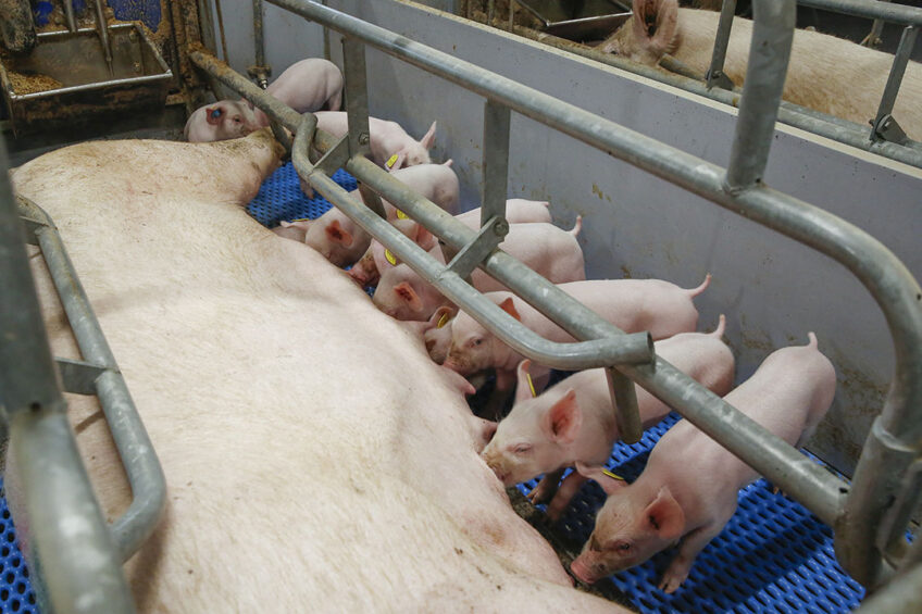 Science and applications need to catch up, and step up, to support this changing sow. - Photo: Ton Kastermans