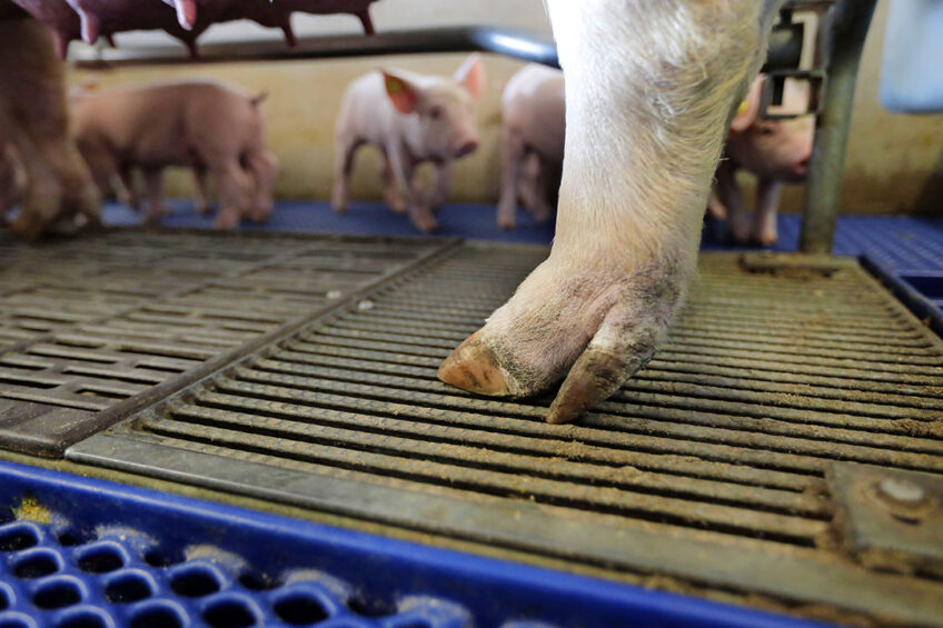 Lameness is no issue with this healthy sow. - Photo: Bert Jansen