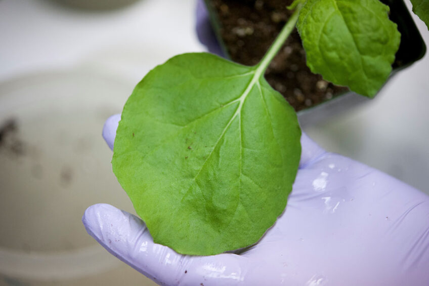 A tobacco plant to be used for CSF vaccines. - Photo: PlantForm