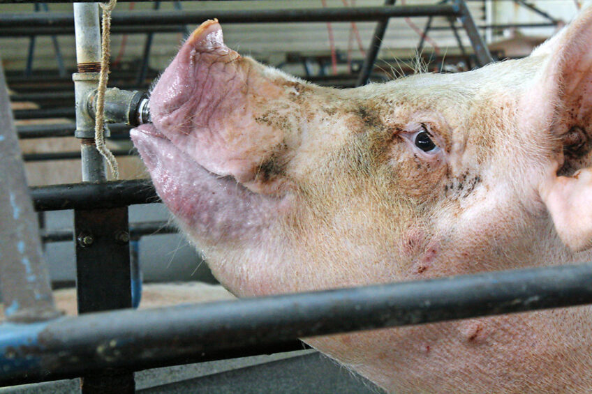 Cooling down: a gestating sow reaches out for the water nipple on a farm in North Carolina. - Photo: Vincent ter Beek