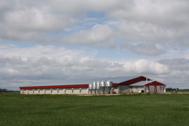 An independent pig farm located in Alberta. - Photo: Vincent ter Beek