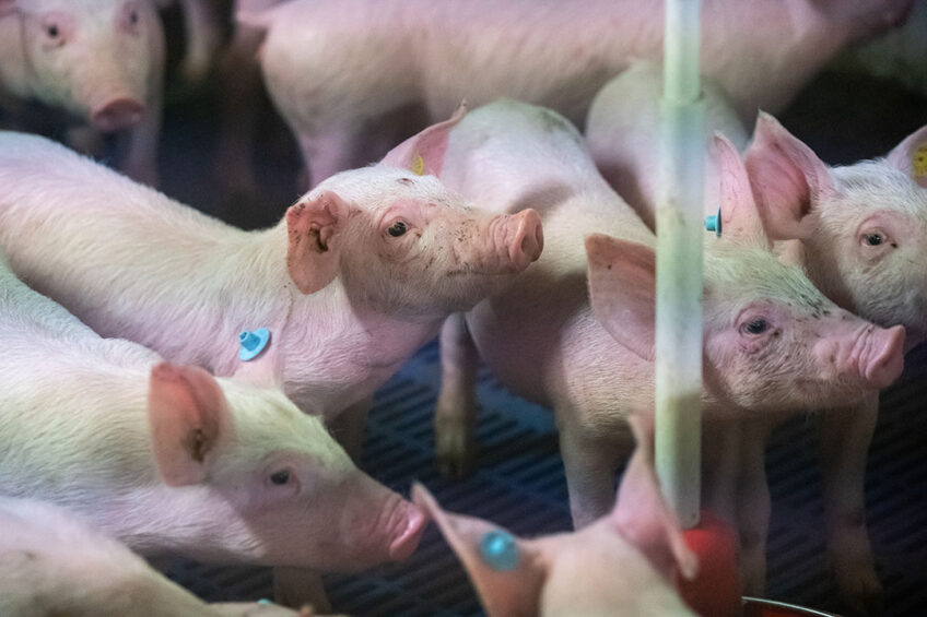The chronic form of ileitis occurs in growing pigs between 6 and 20 weeks of age. - Photo: Bert Jansen