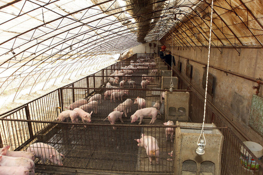 This Chinee greenhouse was turned around into a pig house. - Photo: Henk Riswick