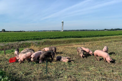 Presence of very curious pigs could deter the pigs. - Photo: Schiphol