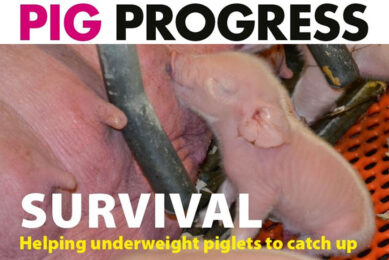 Hormones, hygiene and half a million pigs in Pig Progress 3