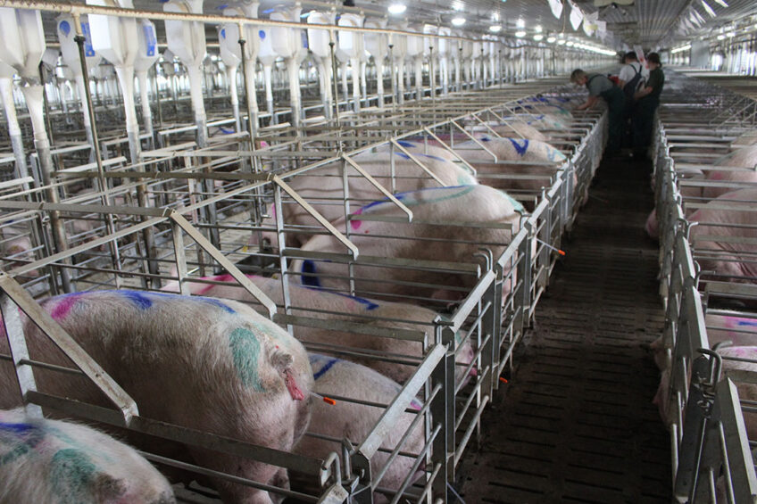 Sows are being bred on a swine farm in Lipetsk region. - Photo: Vincent ter Beek