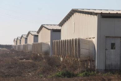 RusAgro is very interested in building swine farms in China. - Photo: Vincent ter Beek