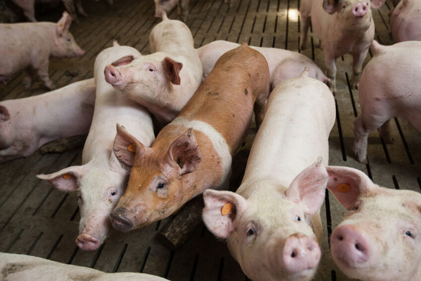 Weaning piglets at a farm in the heart of Poland. The country s pig producers are facing various crises simultaneously. - Photo: Ronald Hissink