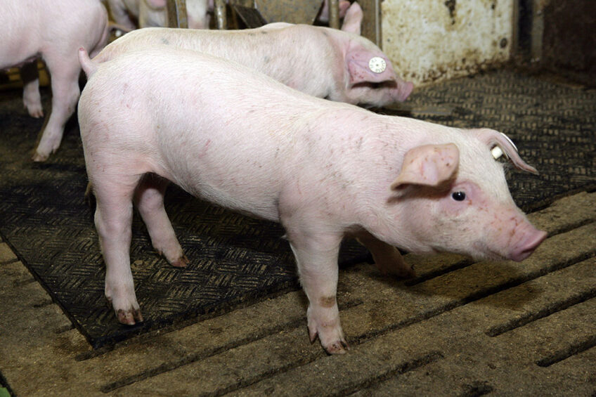 It is very well likely that soon, just-weaned piglets in Canada can only be fed zinc oxide at nutritional levels. - Photo: Henk Riswick