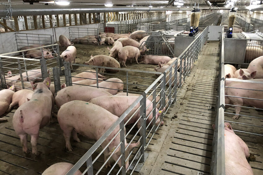Gestating sows in a retrofitted barn in Arkansas, USA. The previous situation, with sow stalls, can still be seen in the distance. - Photo: Jyga Technologies