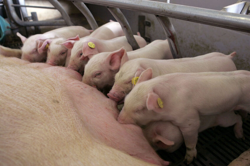 Healthy piglets drinking at the sow. A number of presentations in Herning revolved around farrowing and optimal milk yield. - Photo: Mark Pasveer