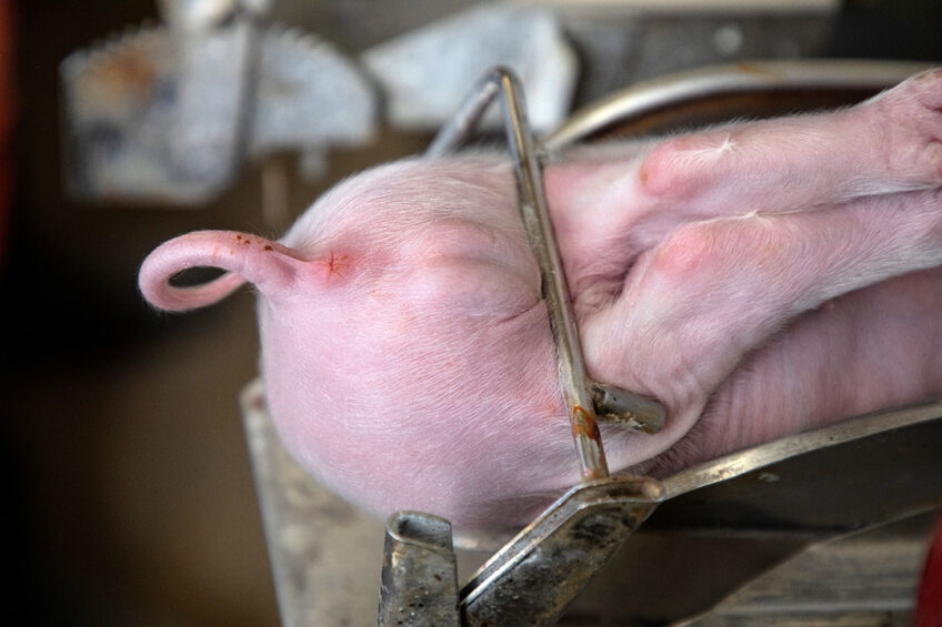 If castration does not have to be performed, it means less work for producers. - Photo: Herbert Wiggerman