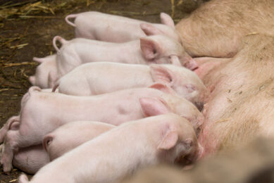 There are 2 crucial weeks in a piglet s life: the week after birth and the week after weaning. Photo: Novus