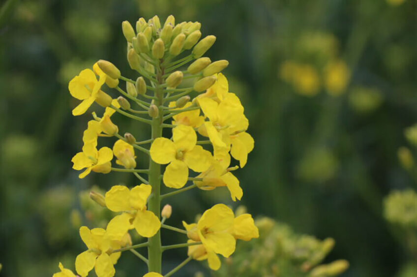 Canola meal has a protein quality and amino acid profile close to that of SBM. - Photo: Misset