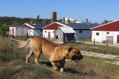 The "boer bull" Rebel helps in the protection against ASF. The dog is friendly to humans, but not so to wild boar. - Photo: Vincent ter Beek