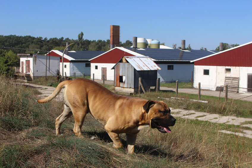 The "boer bull" Rebel helps in the protection against ASF. The dog is friendly to humans, but not so to wild boar. - Photo: Vincent ter Beek