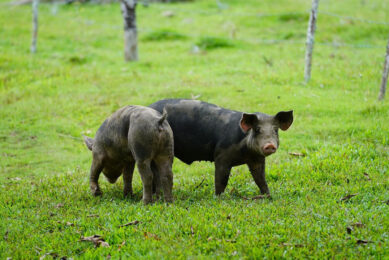 Outside pigs in a meadow, photographed in the Dominican Republic. - Photo: Shutterstock