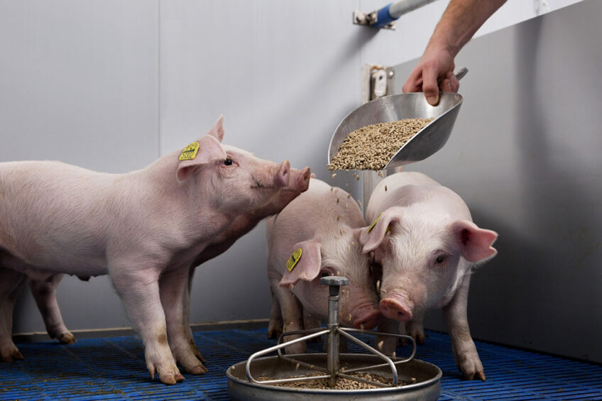 As antimicrobial use in pig production declines, new tools are needed to help manage the immunity gap. Photo: Anny van der Meer