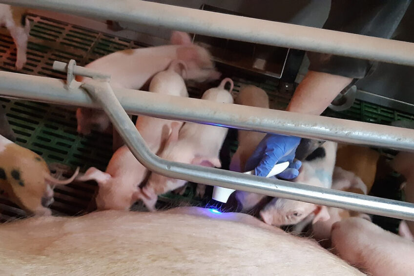 The Danish team testing the temperature of a sow using a thermometer at the udder. - Photo: Vivi Aarestrup Moustsen