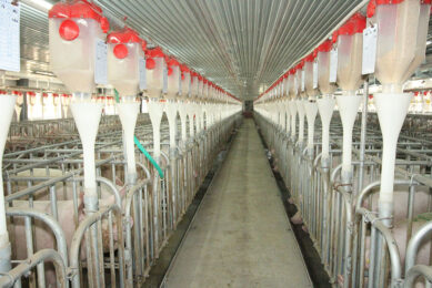 A gestation room at a farm owned by Da Bei Nong, number #17 at this year's list. - Photo: Vincent ter Beek