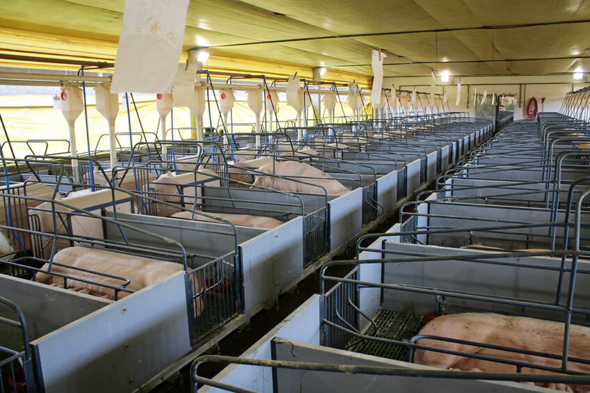 Peace and quiet in a lactation barn on a farm in Paraná state. - Photo: Vincent ter Beek
