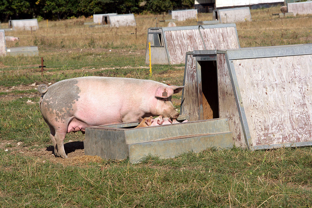 A picture that is well-known in the British pig industry, as 40% of the country’s sows are kept outdoors. - Photo: Henk Riswick