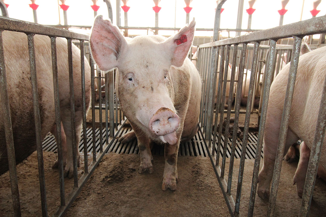 A sow in a stall on a farm in Luzon, the Philippines. - Photo: Vincent ter Beek