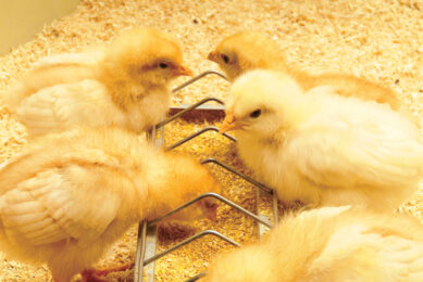 Lysophospholipid supplementation can help maintain performance and gut health in broilers. Photo: Easy Bio