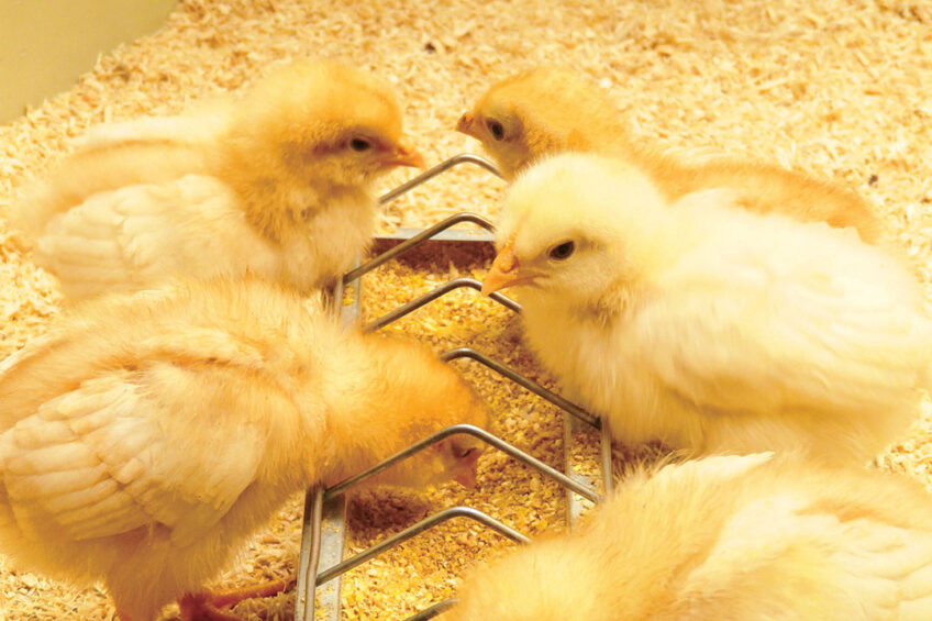 Lysophospholipid supplementation can help maintain performance and gut health in broilers. Photo: Easy Bio