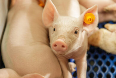 Trials show that it is possible to wean piglets without using zinc oxide and less antibiotics. Photo: Ton Hurks