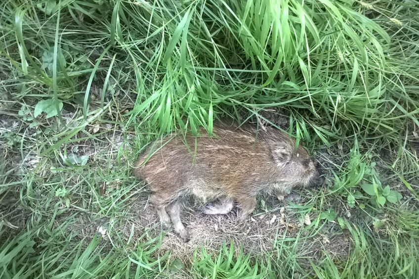 A wild boar piglet that died from ASF. - Photo: Petr Satran, Czech State Veterinary Authority