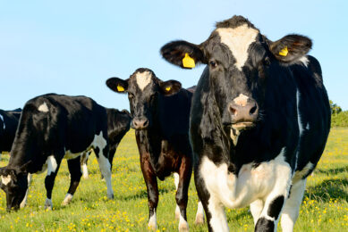 Mycotoxins: An emerging risk to ruminants