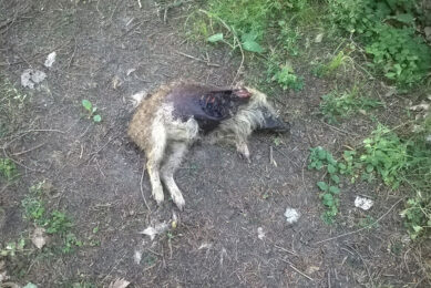 A dead young wild boar that succumbed to ASF a few years ago in the Czech Republic. Photo: Petr Satran, Czech State Veterinary Authority