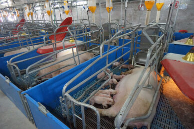 China’s sow herd rose 4.7% in November 2021