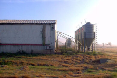Pig production in Uruguay is a relatively small industry. - Photo: Rogério da Cunha