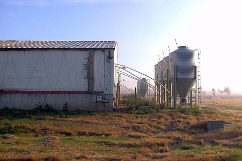 Pig production in Uruguay is a relatively small industry. - Photo: Rogério da Cunha